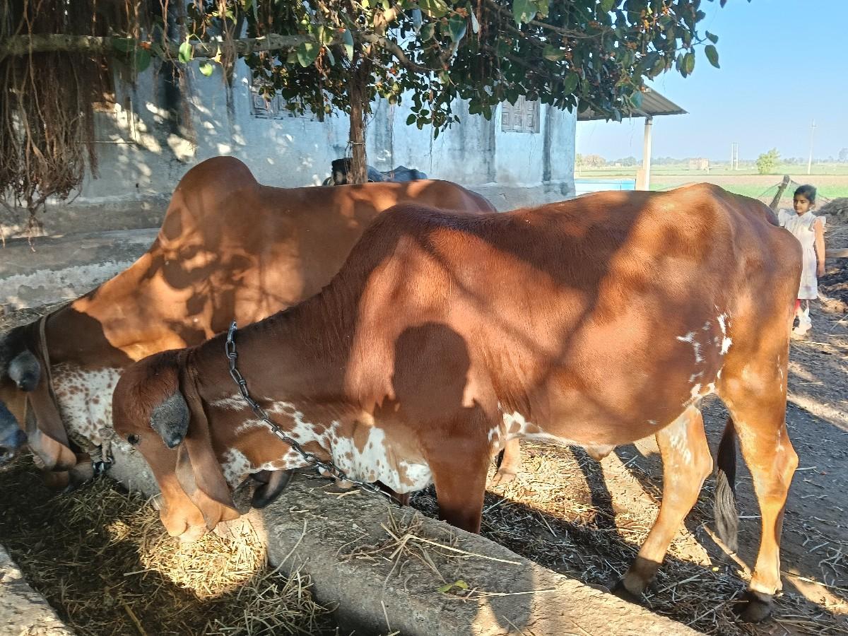 थंबनेल 2