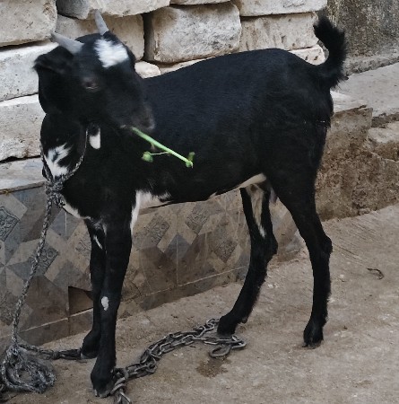 थंबनेल 3