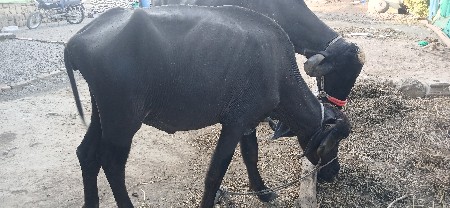 થંબનેલ 3