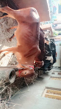 ગીર વોડકા