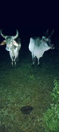 ઘોઢલા વેચવાના છે