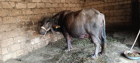 થંબનેલ 2