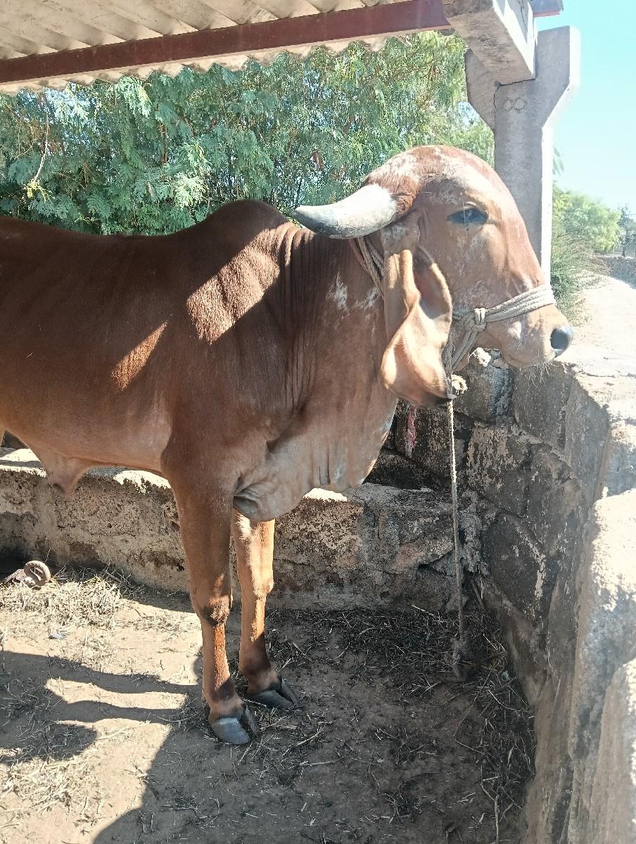 થંબનેલ 2