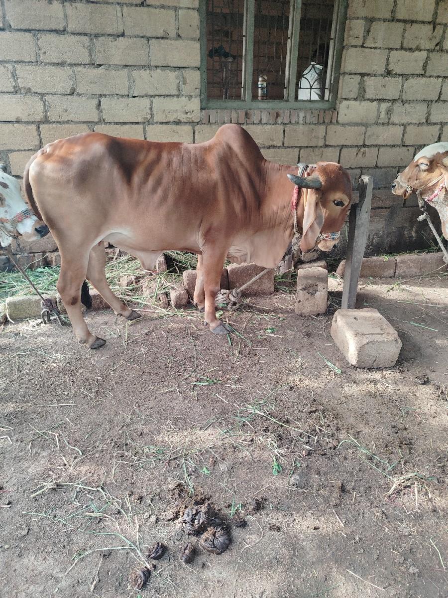 थंबनेल 3