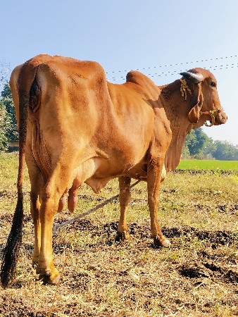 ગીર ગાય વેચવાની