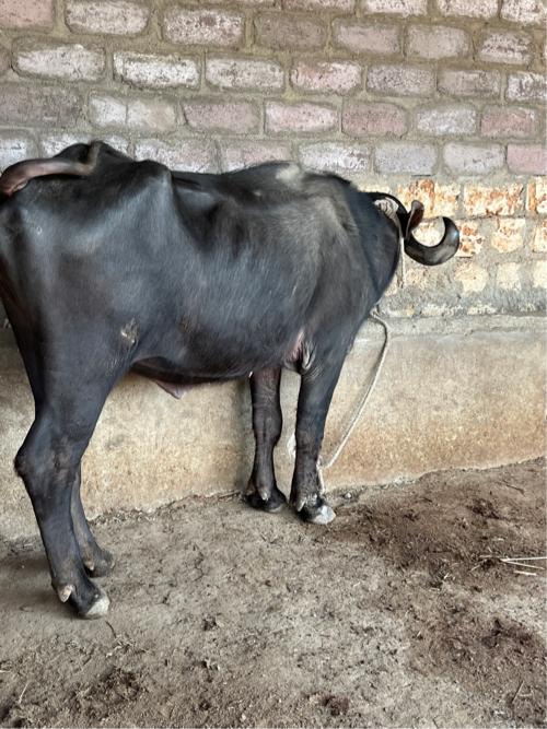 थंबनेल 3