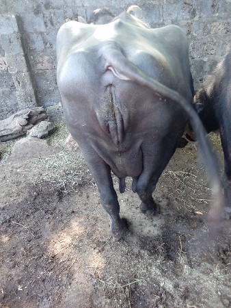 ભેંસ વેસવાની છે