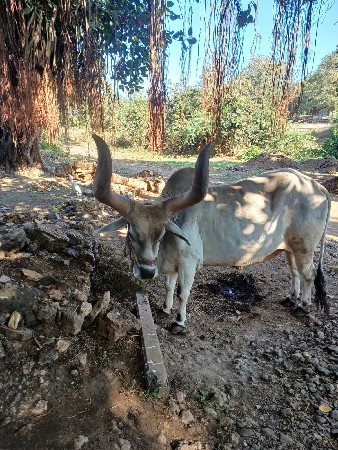 બળદ વેચવાના છે