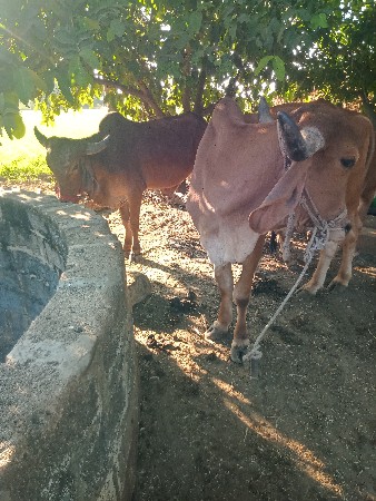 ભાવમાં ફેરફાર થશે
વેચવાના