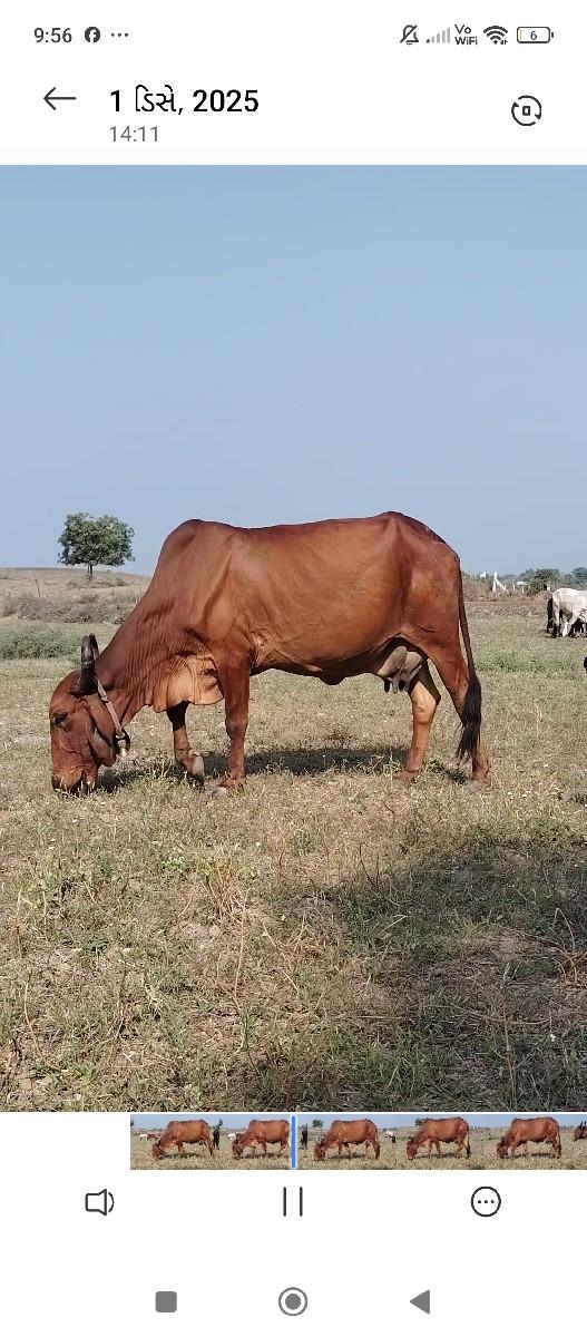 થંબનેલ 2