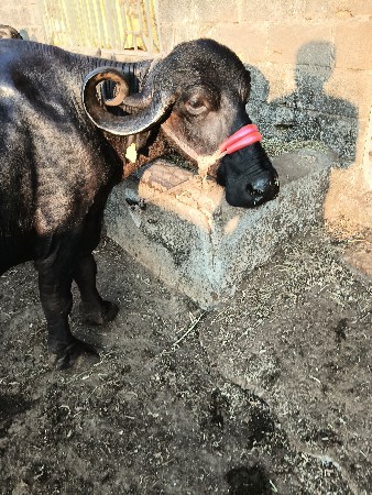 ઘુંઘટી , માળીયા હાટીના