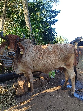 ગાય વેચવાની છે