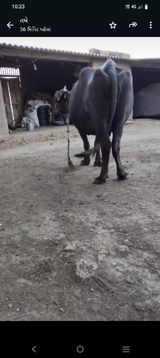 થંબનેલ 2