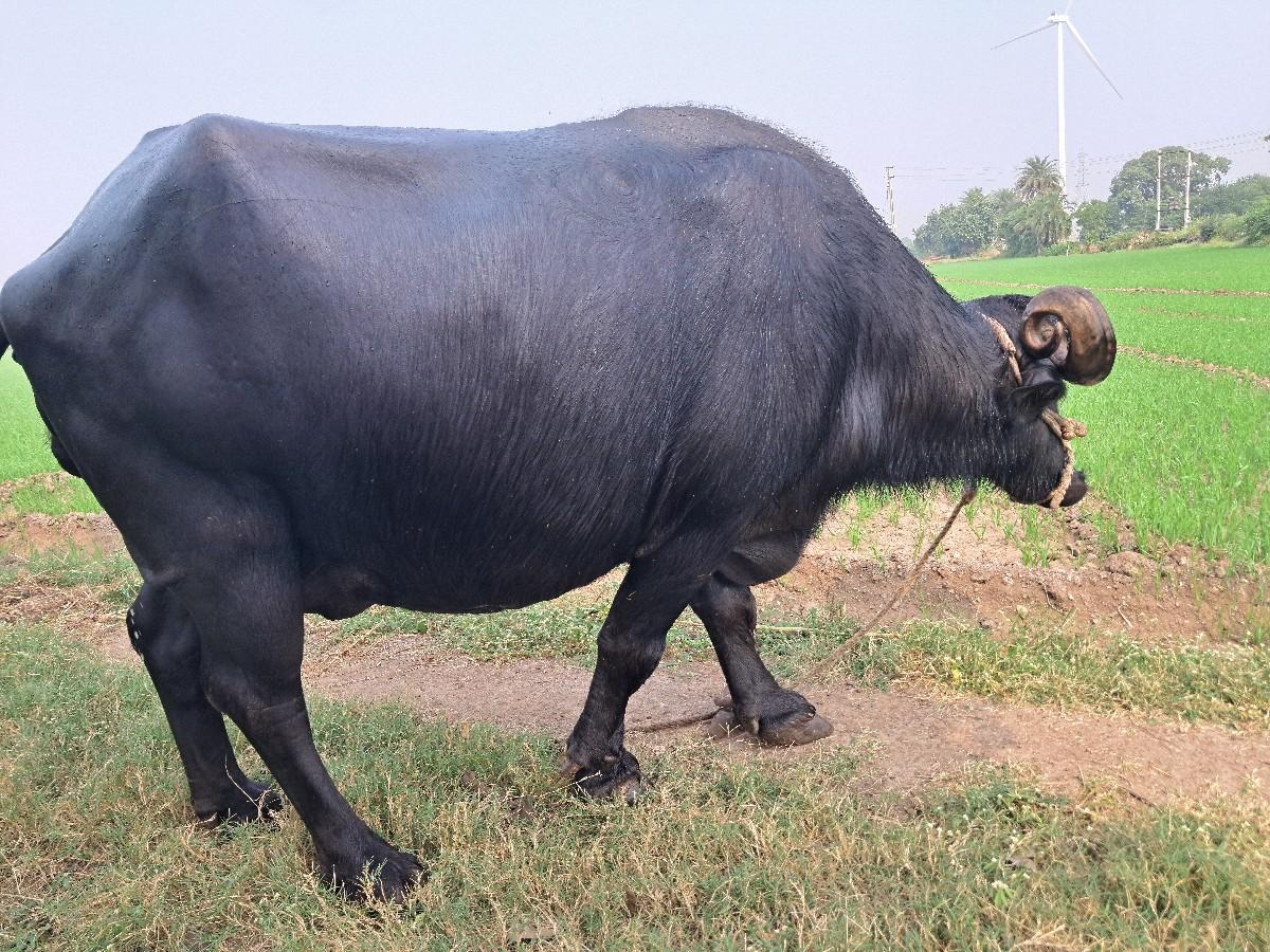 थंबनेल 3