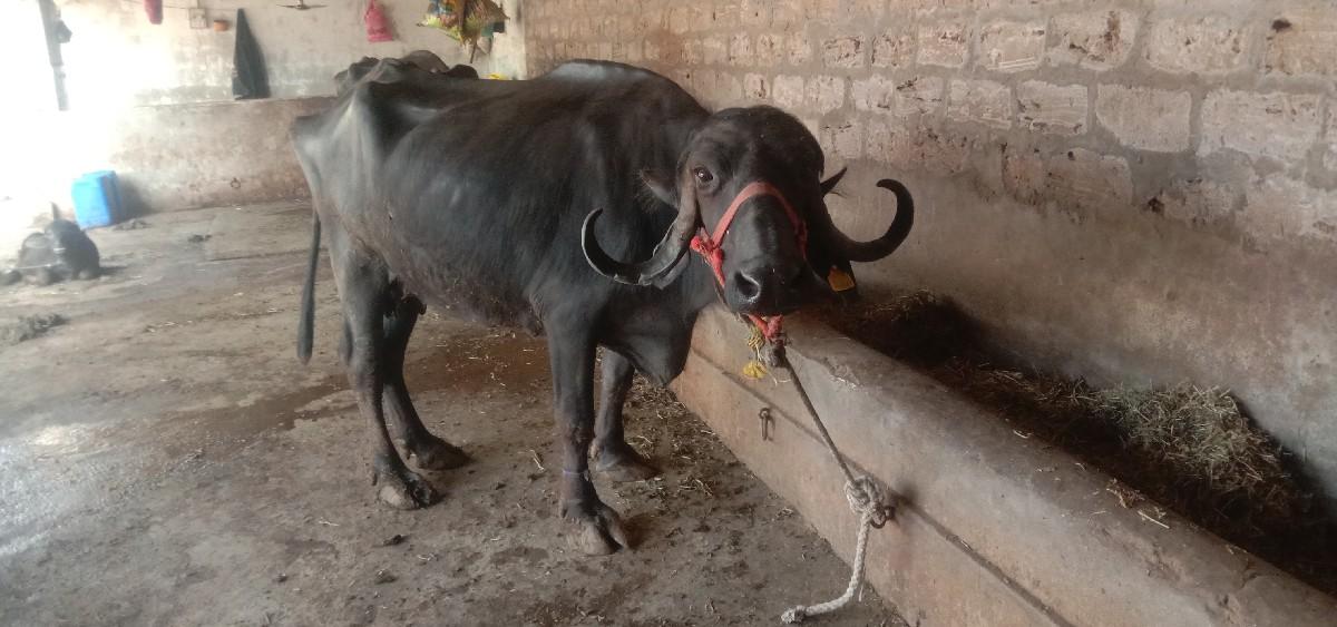 थंबनेल 3