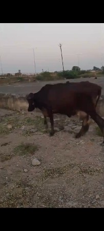 थंबनेल 2