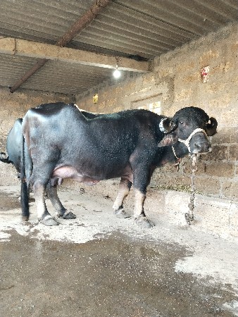 થંબનેલ 2