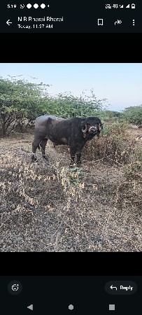 પાડો વેચવાનો છે