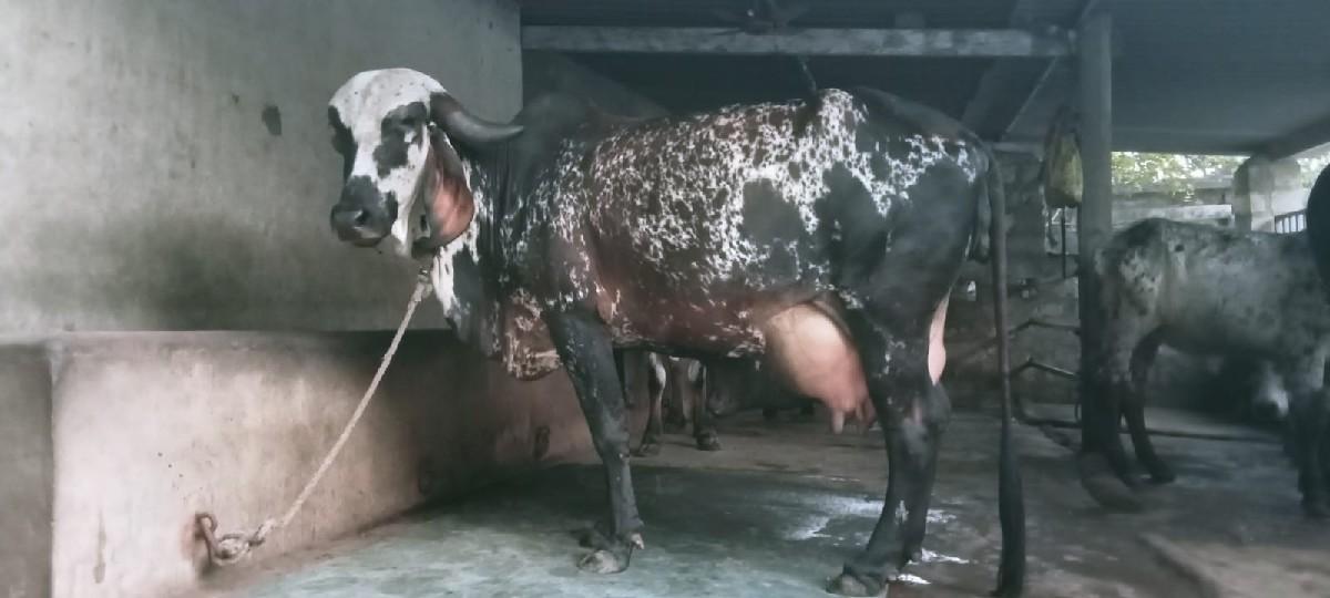 ઞાય વેચવાની છે