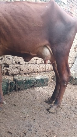 જર્સી ગાય વેચવાની છે