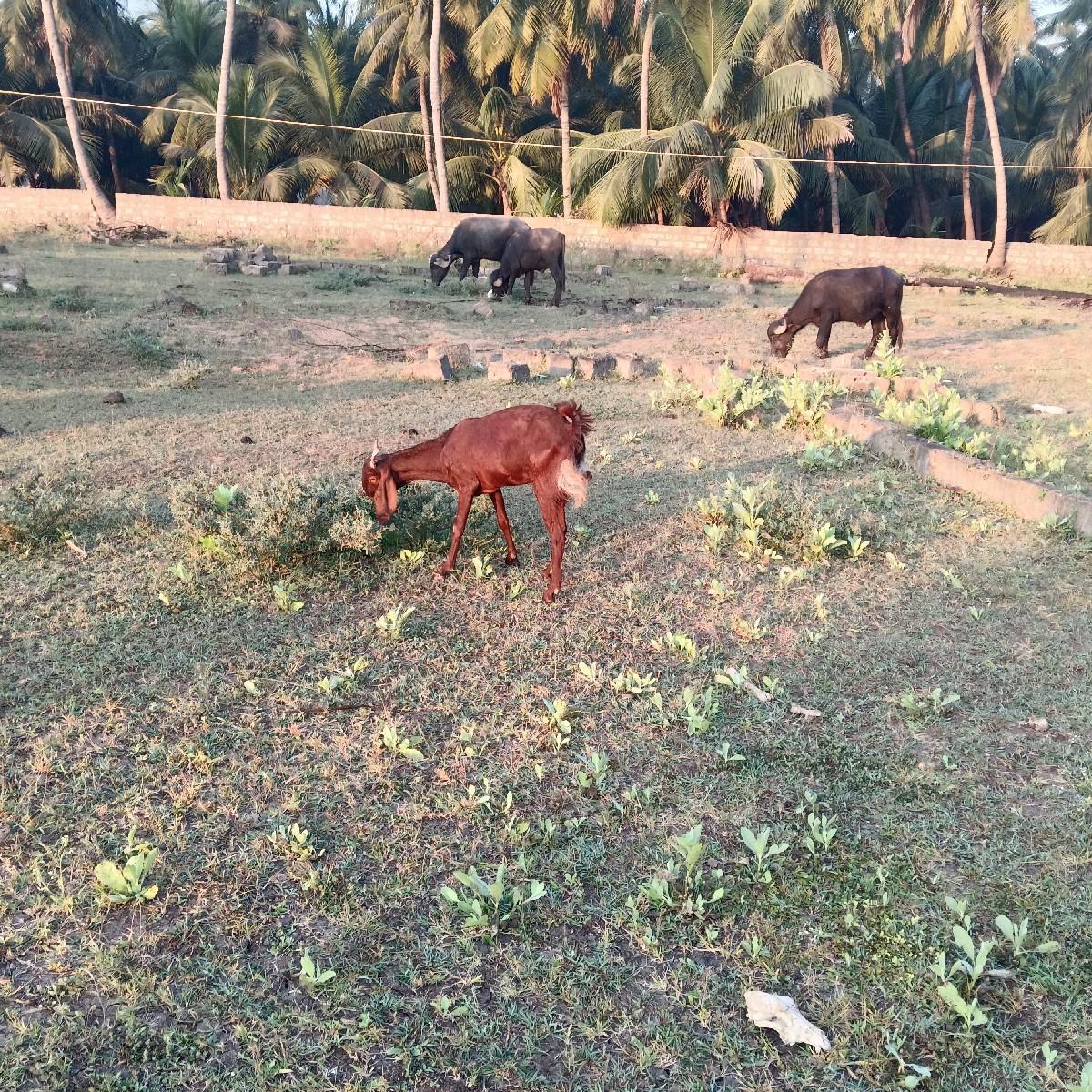 થંબનેલ 3