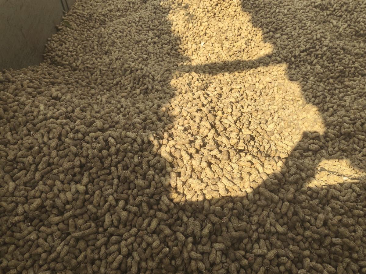 જીવીશ મગફળી વેચવાની છે