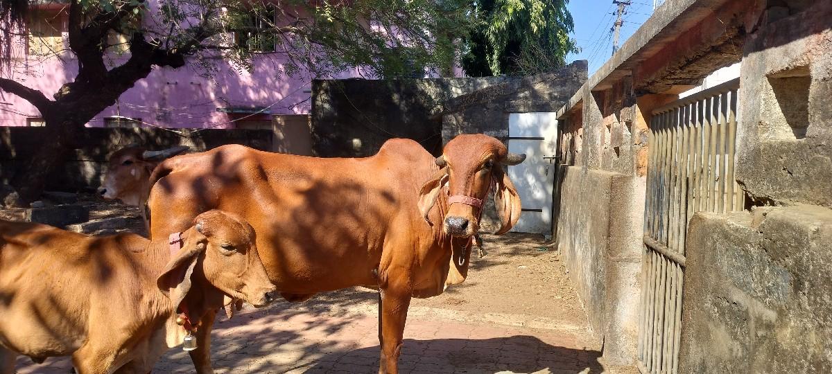 थंबनेल 2