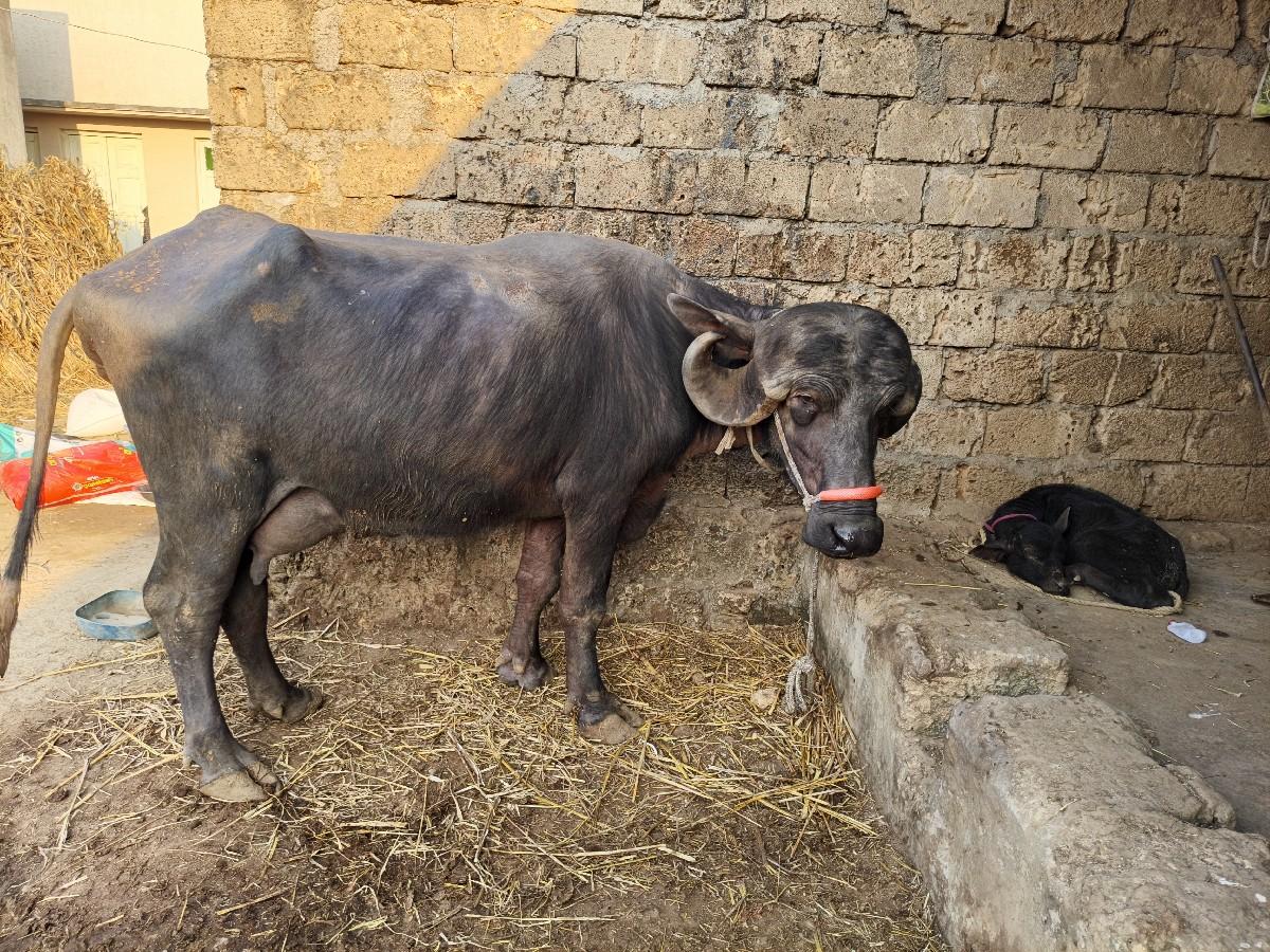 थंबनेल 4