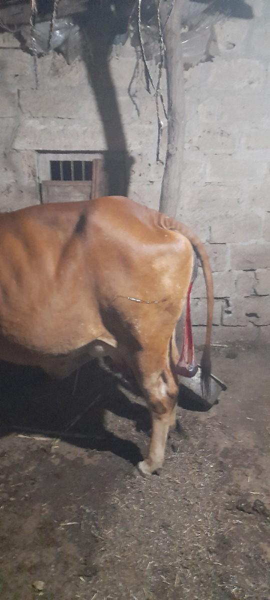 रवजी भाई  केराला  9874429052