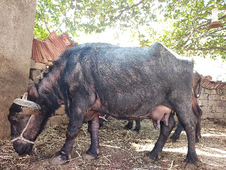 10ડી ની કાસી ભેંશ સે
