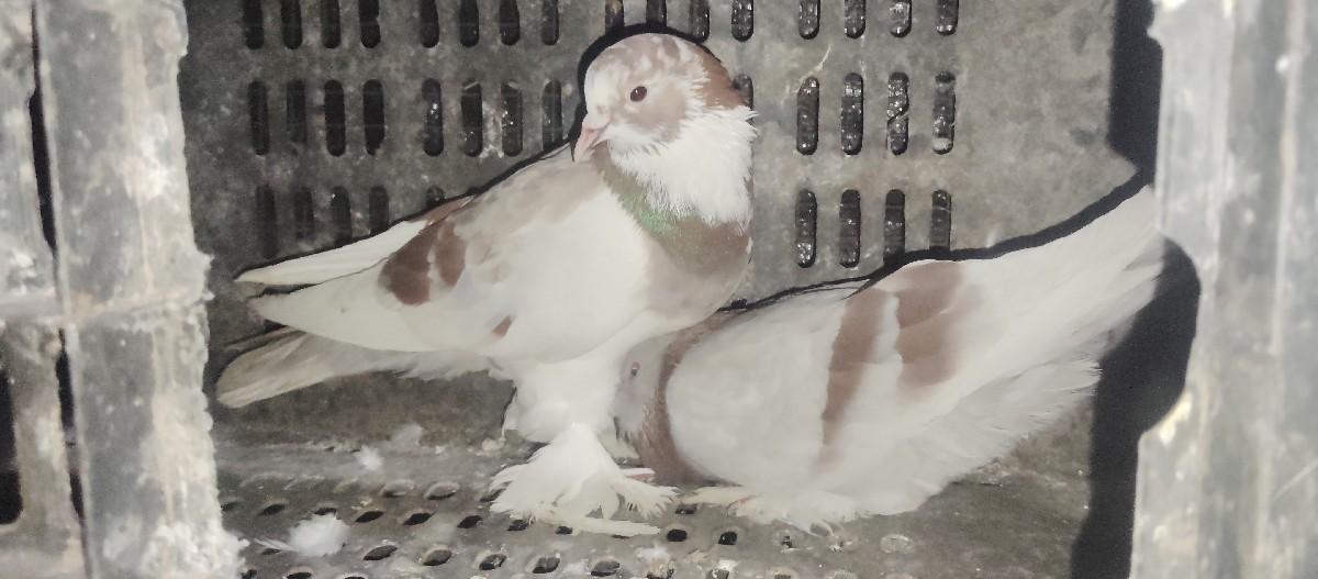 થંબનેલ 2