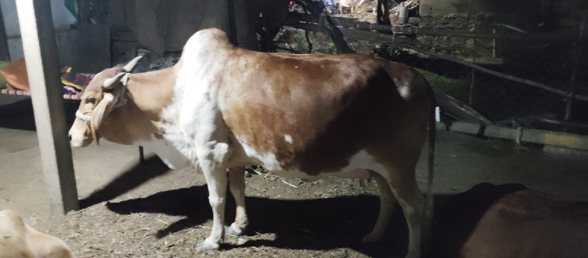 થંબનેલ 3