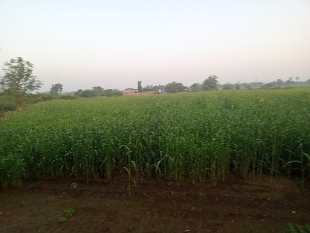 જુવાર વેચવાની છે.