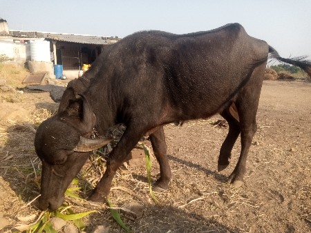 3  વર્ષ ને ખડાય