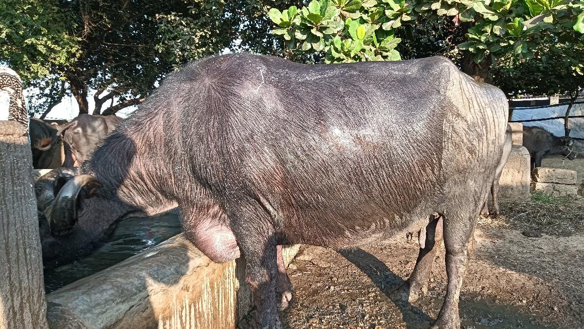 થંબનેલ 3