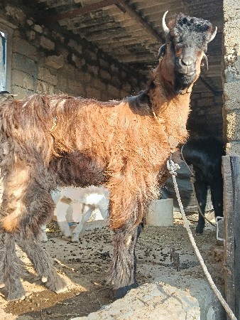 થંબનેલ 3