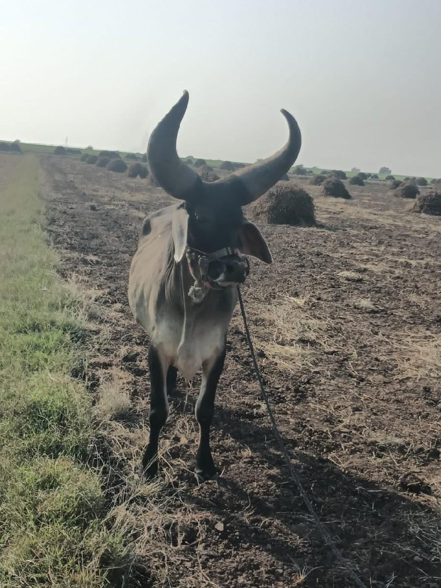 थंबनेल 2