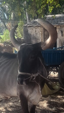 थंबनेल 3