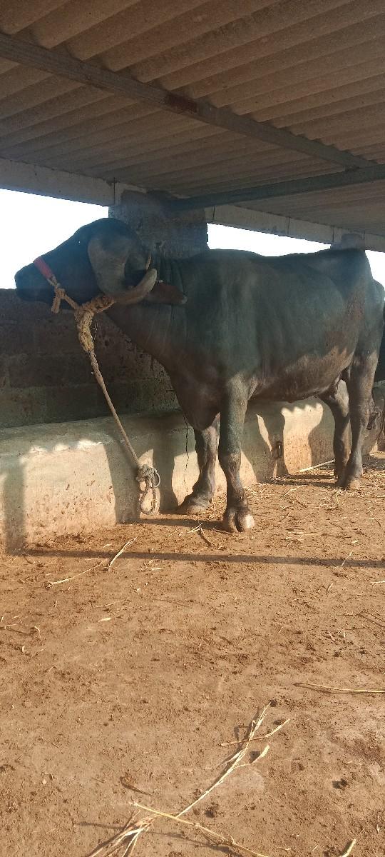 બે ભેંશ વેચવાનીછે