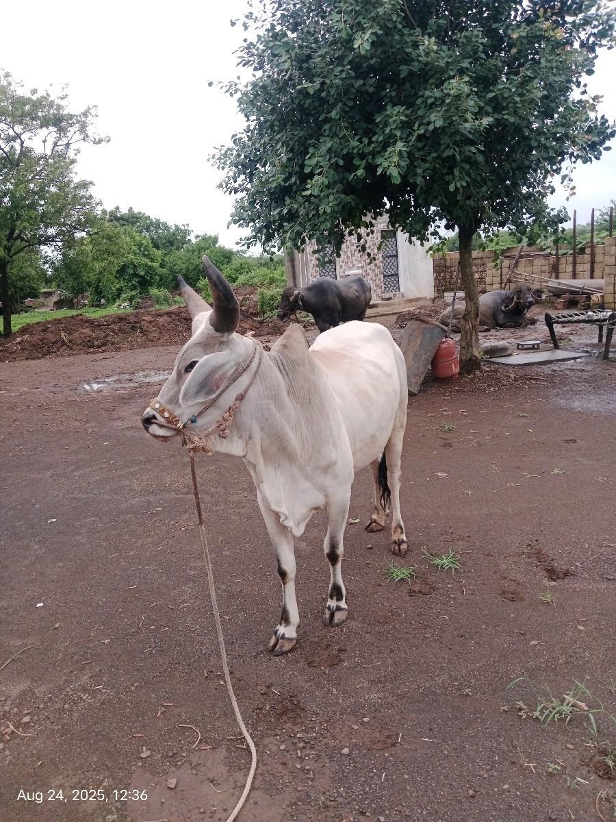 પુરા દાત