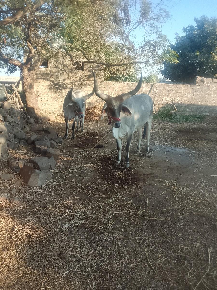 થંબનેલ 2