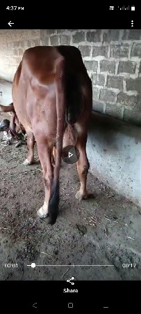 4, ઞાય વેશવાની છે