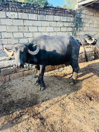 થંબનેલ 3