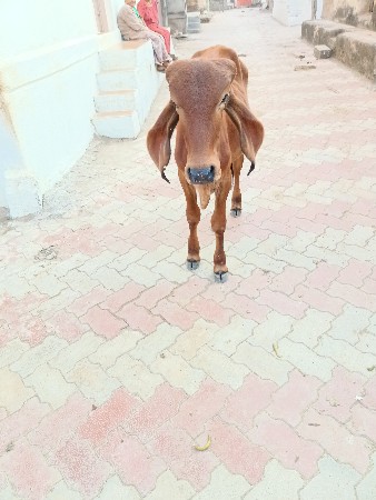 ૮૧૫૩૯૬૯૭૭૧