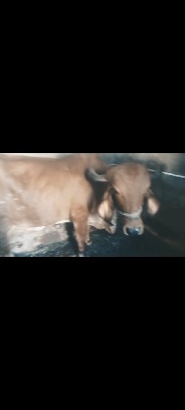 ગાય વેચવાની છે