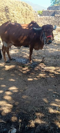 ગાય વેચવા ની છે