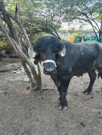 थंबनेल 2