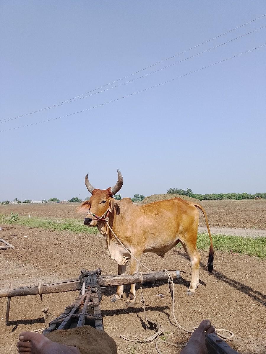 થંબનેલ 2