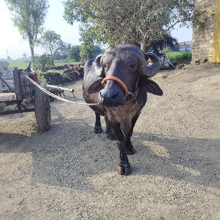 थंबनेल 2