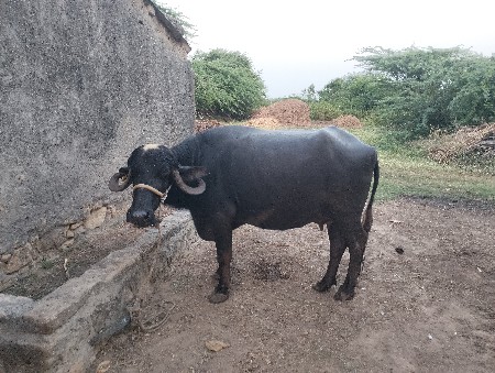 थंबनेल 2